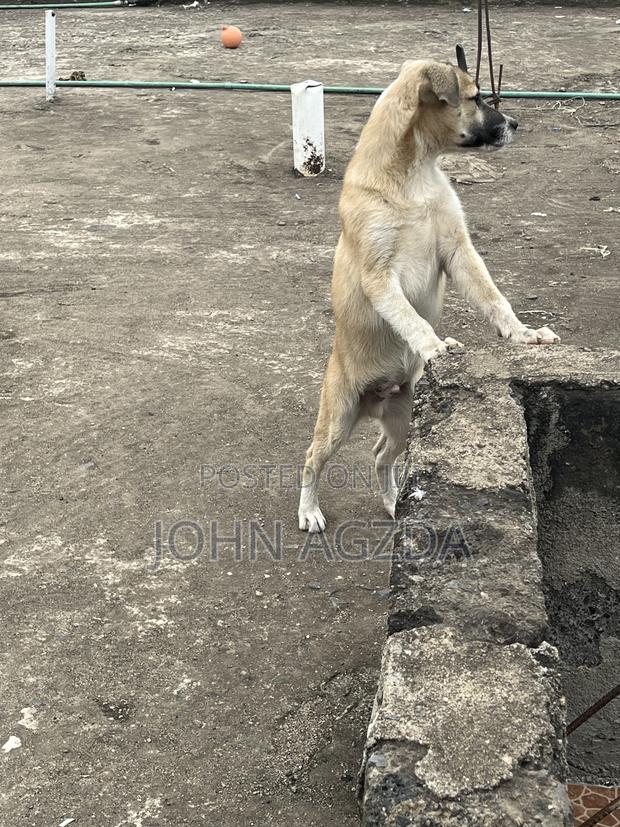 3-6 months Male Mixed Breed Boerboel - thumbnail 6