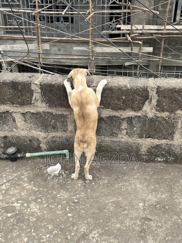 3-6 months Male Mixed Breed Boerboel - thumbnail 7