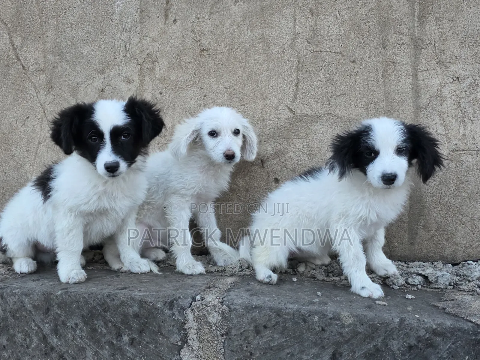 1-3 months Male Purebred Japanese Spitz