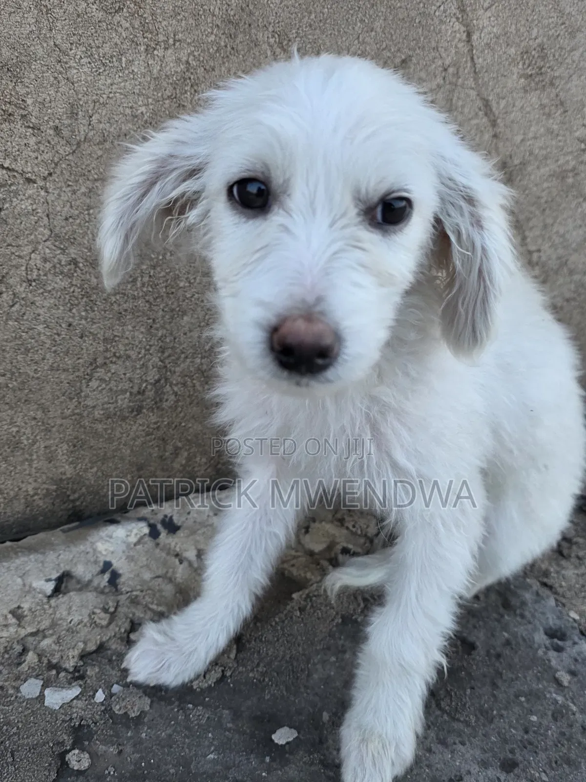 1-3 months Male Purebred Japanese Spitz