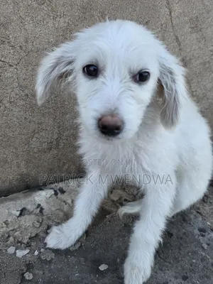 1-3 months Male Purebred Japanese Spitz