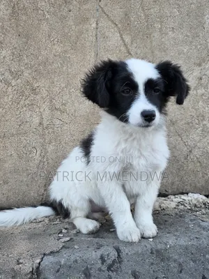 1-3 months Male Purebred Japanese Spitz