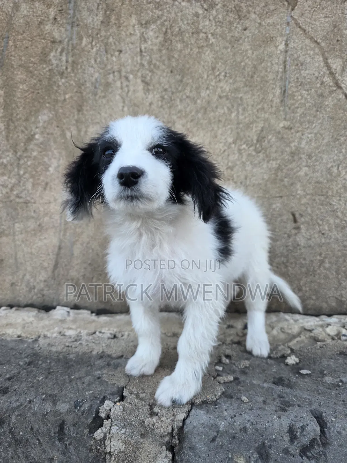1-3 months Male Purebred Japanese Spitz