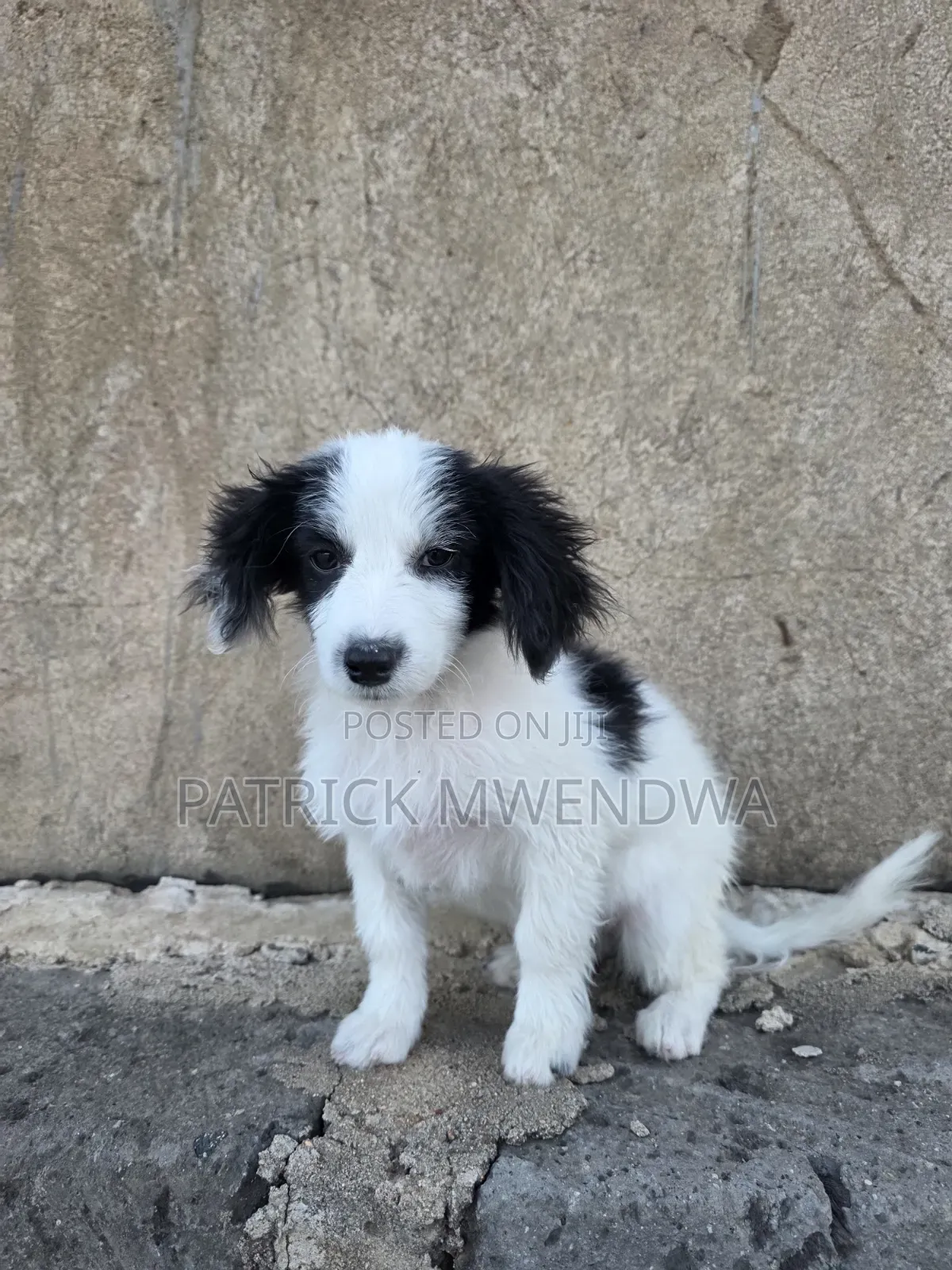 1-3 months Male Purebred Japanese Spitz