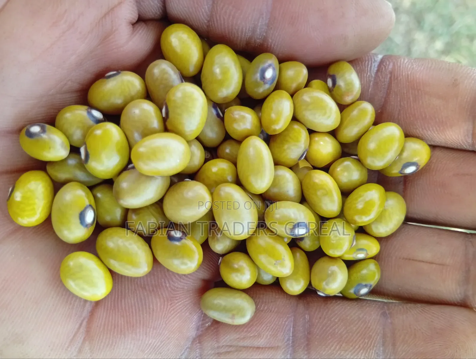 Yellow Beans