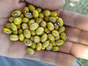 Yellow Beans