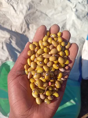 Yellow Beans