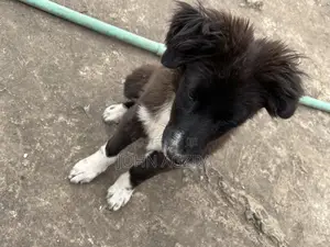 3-6 months Female Mixed Breed Chihuahua