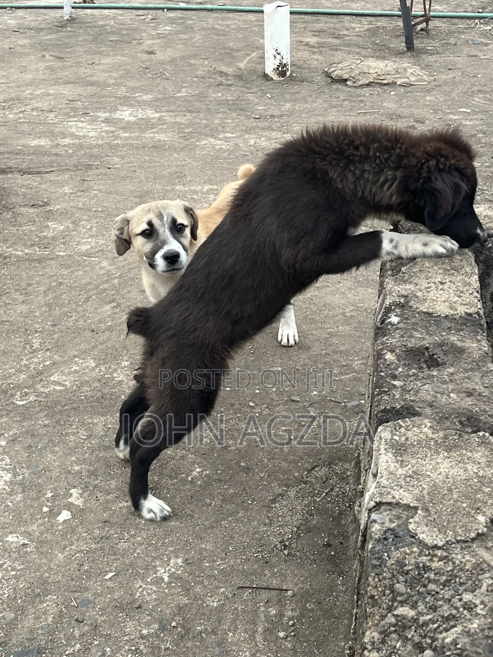 3-6 months Female Mixed Breed Chihuahua