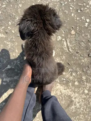 3-6 months Female Mixed Breed Chihuahua