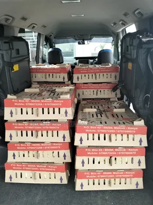 Broiler Chicks