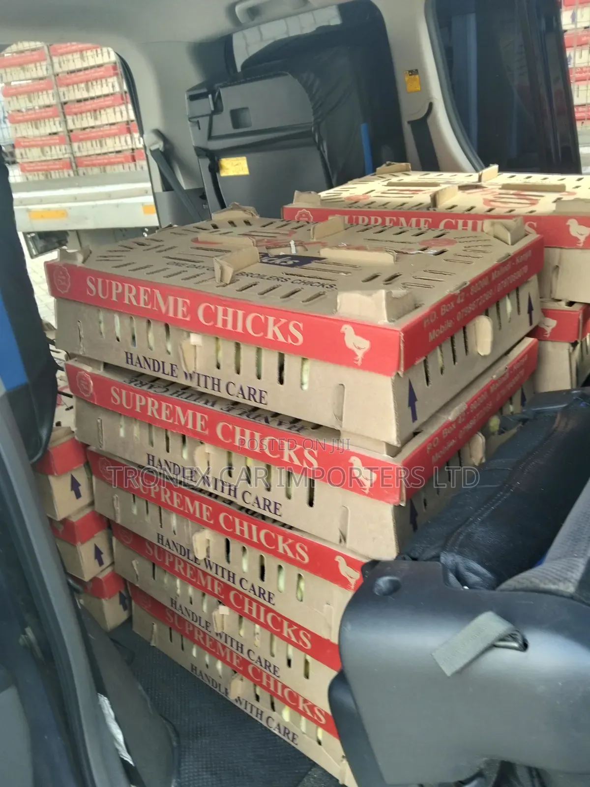 Broiler Chicks