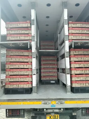 Broiler Chicks