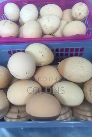 Fertilized Peacock (Tausi) Eggs for Sale and Ready for Incubation