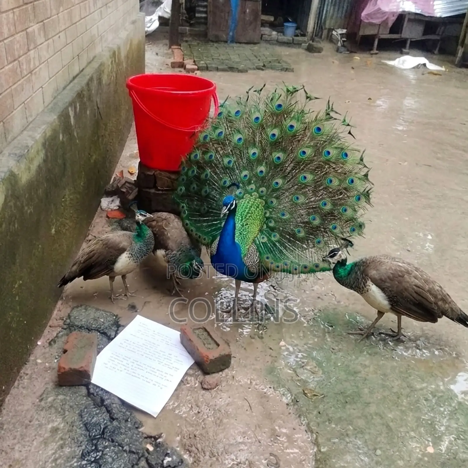 Fertilized Peacock (Tausi) Eggs for Sale and Ready for Incubation