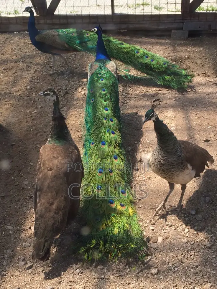 Fertilized Peacock (Tausi) Eggs for Sale and Ready for Incubation
