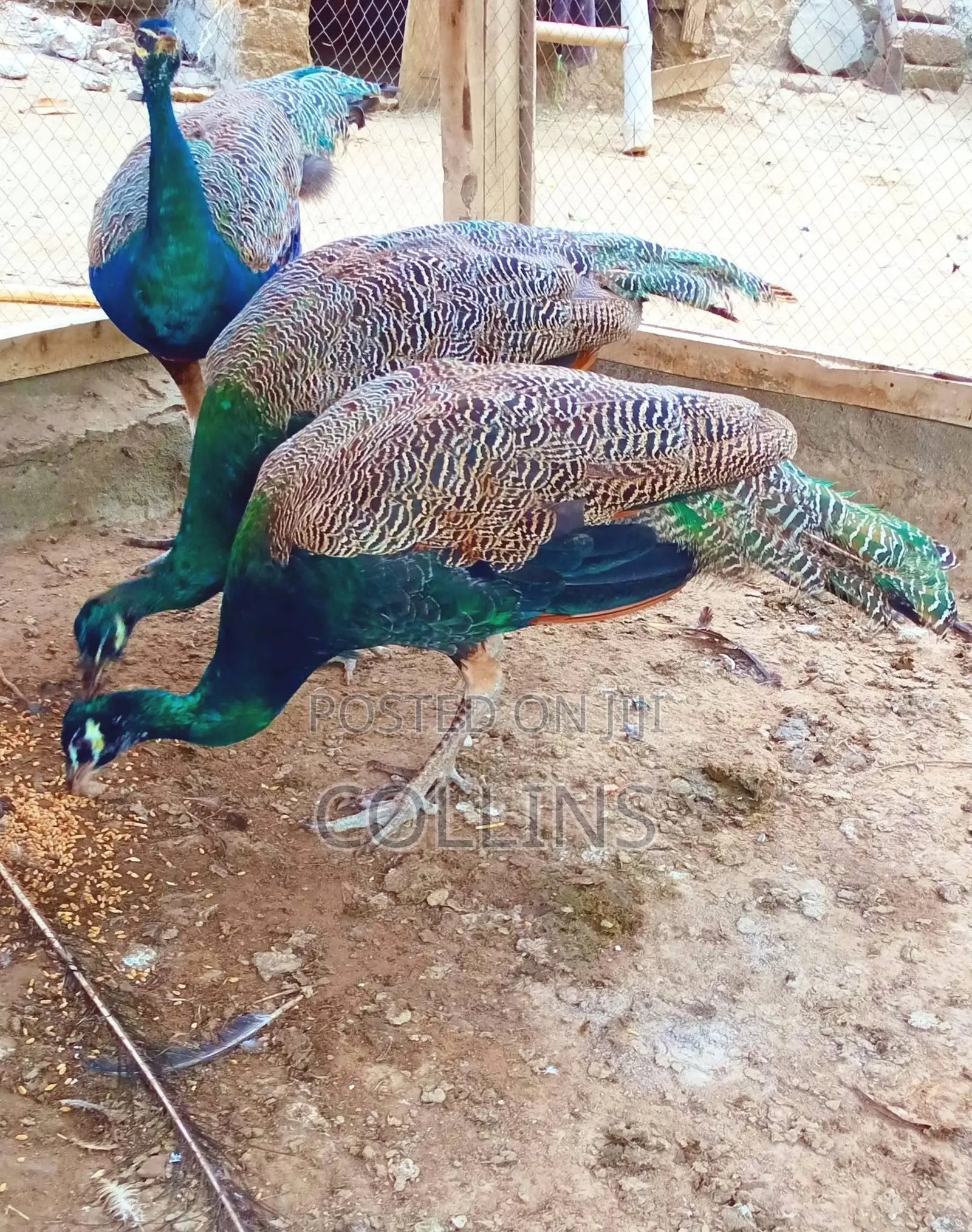 Fertilized Peacock (Tausi) Eggs for Sale and Ready for Incubation