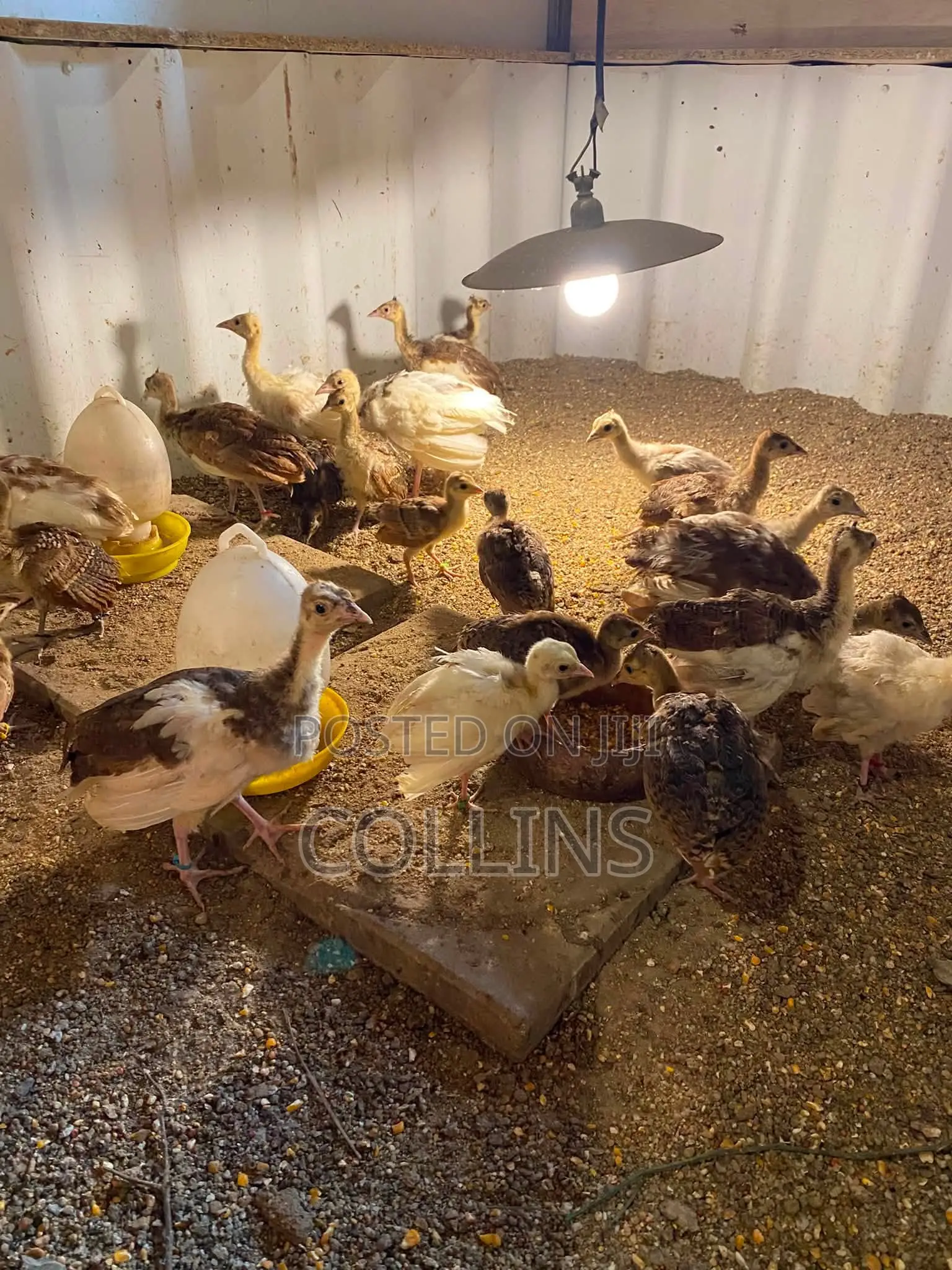 Fertilized Peacock (Tausi) Eggs for Sale and Ready for Incubation
