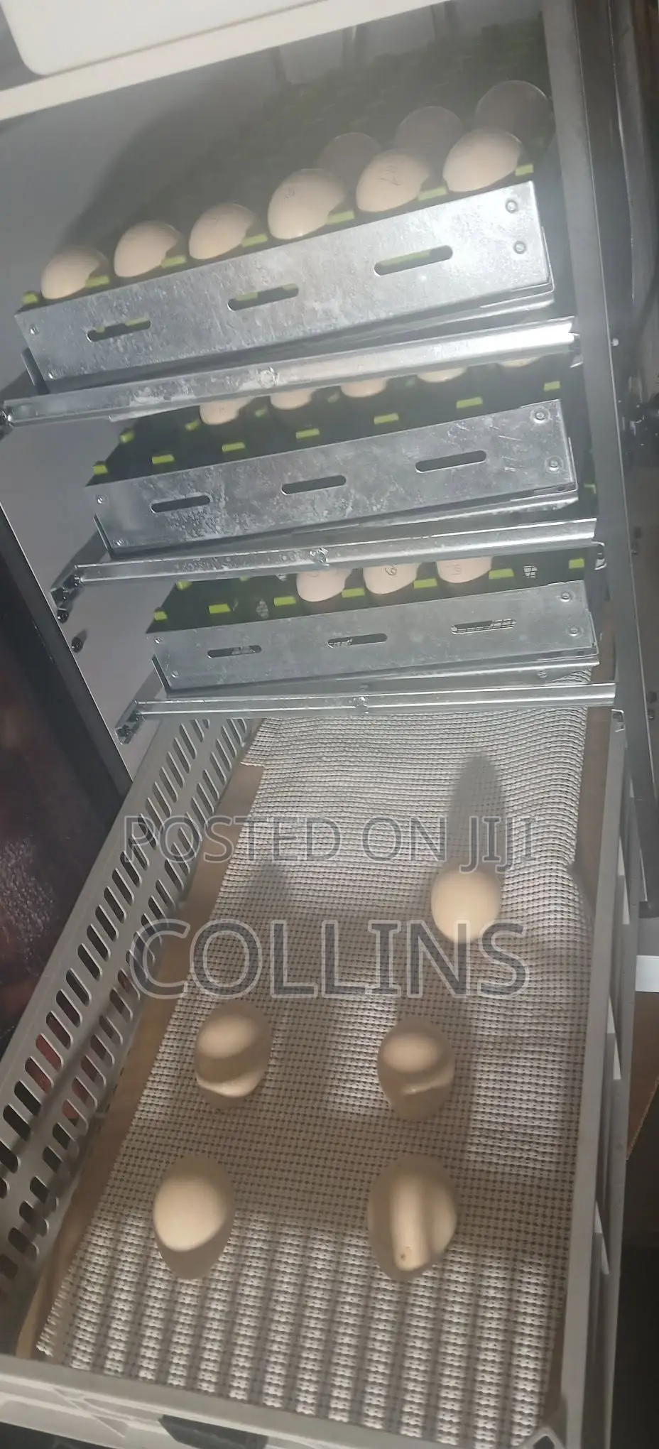 Fertilized Peacock (Tausi) Eggs for Sale and Ready for Incubation