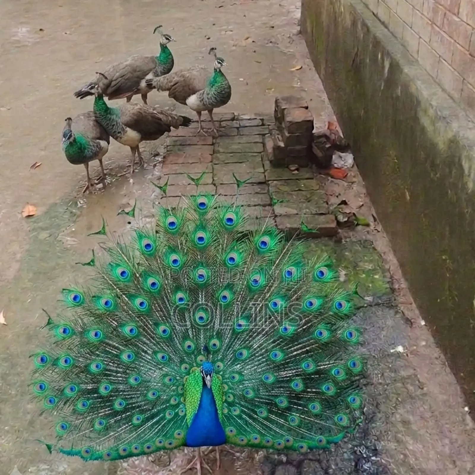 Fertilized Peacock (Tausi) Eggs for Sale and Ready for Incubation