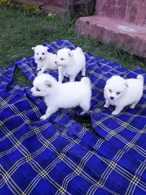 1-3 months Male Purebred Japanese Spitz