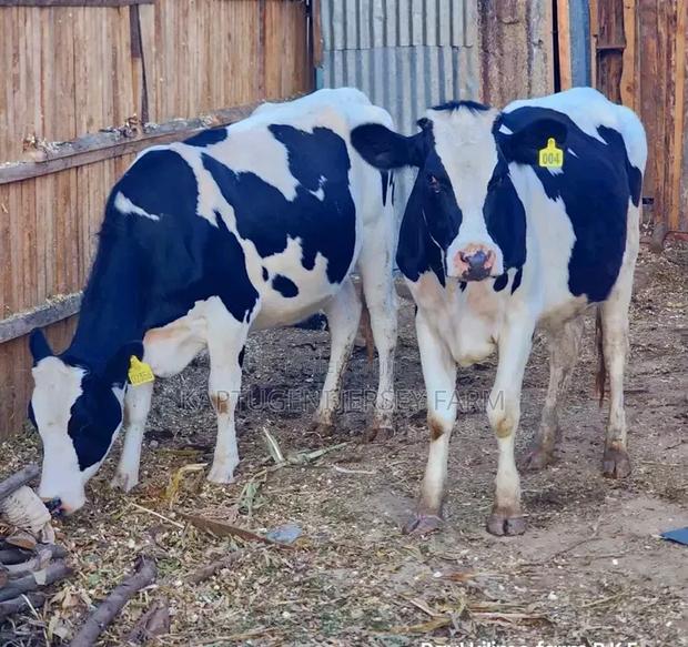 Dairy Cows