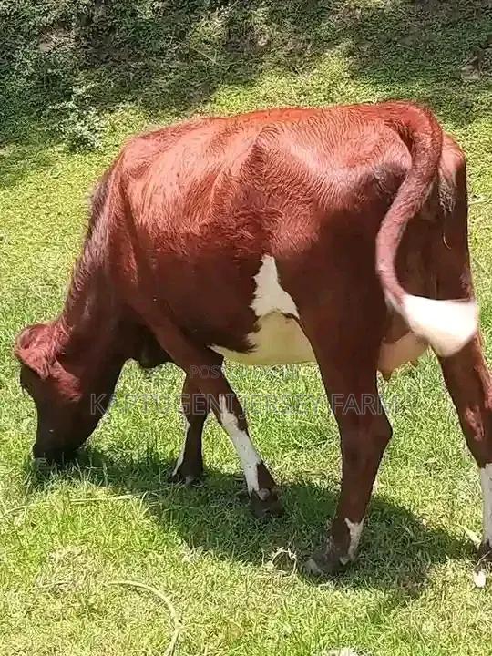 Dairy Cows - thumbnail 2