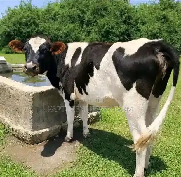 Dairy Cows - thumbnail 4