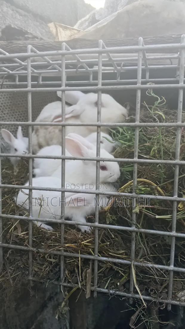 Michael Rabbits
