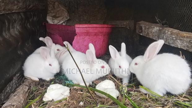 Michael Rabbits - thumbnail 2
