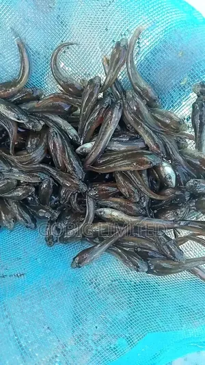 Catfish Fingerlings for Kilimo Biashara
