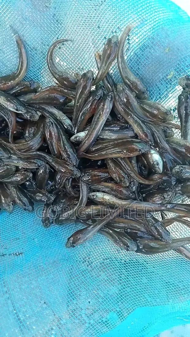 Catfish Fingerlings for Kilimo Biashara