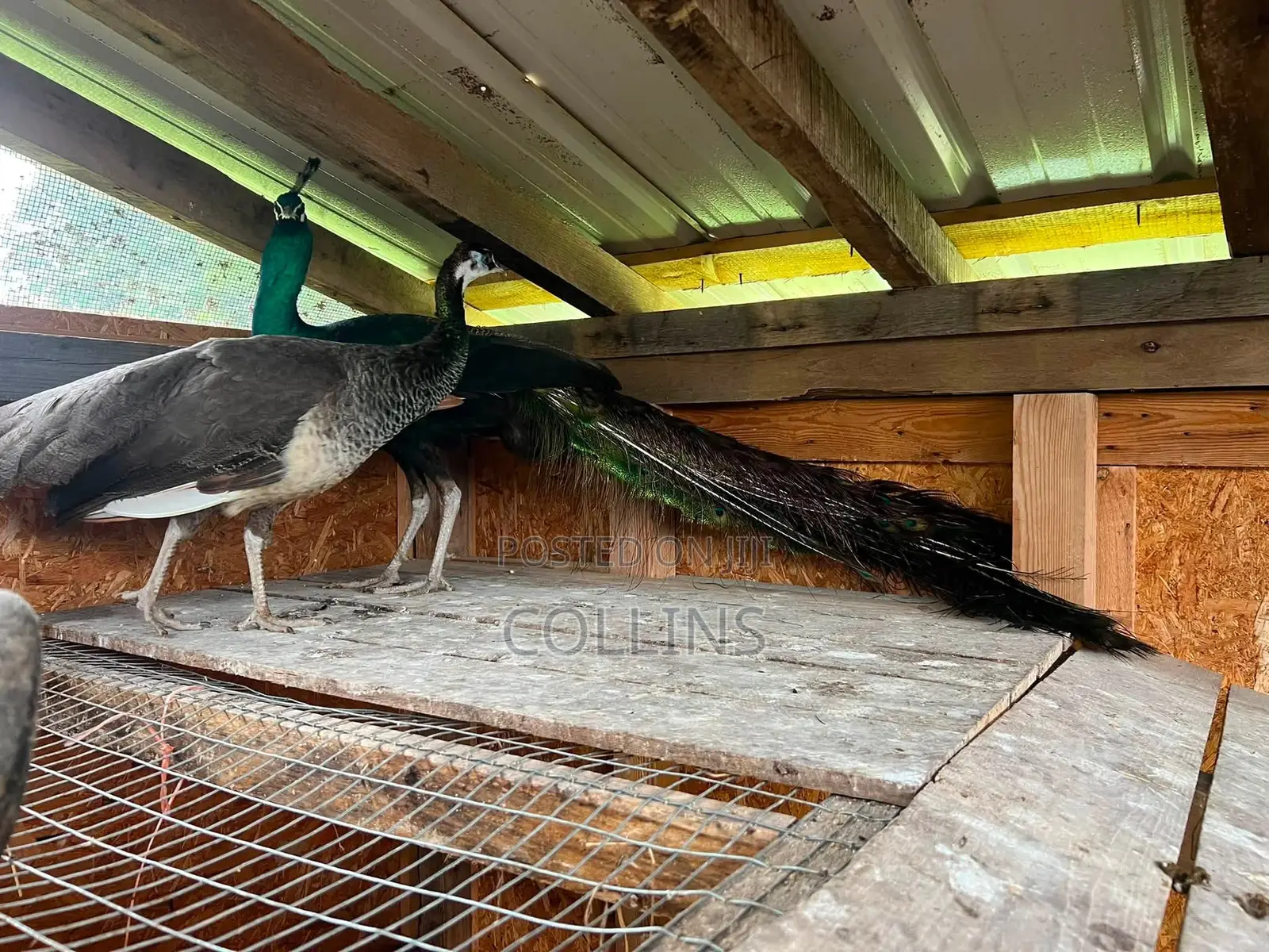 Fertilized Peacock (Tausi) Eggs for Sale and Ready for Incubation