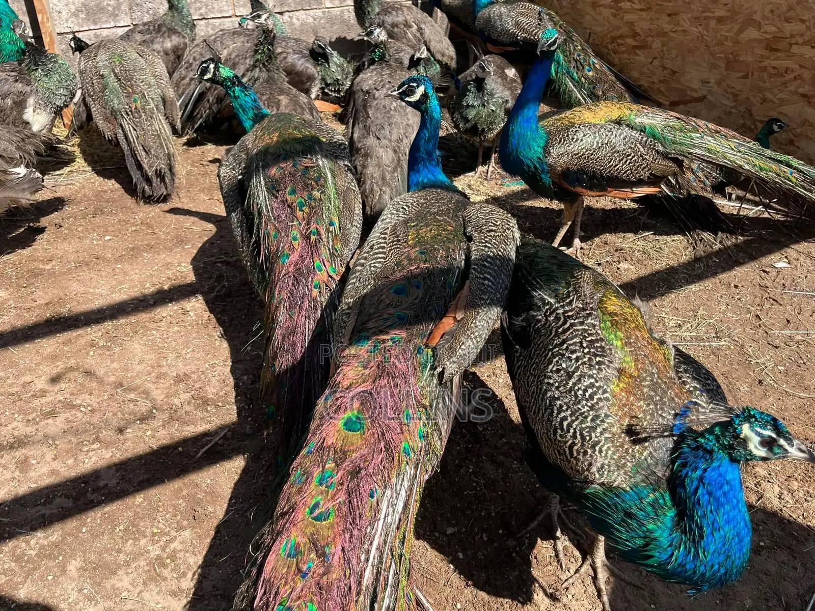 Fertilized Peacock (Tausi) Eggs for Sale and Ready for Incubation