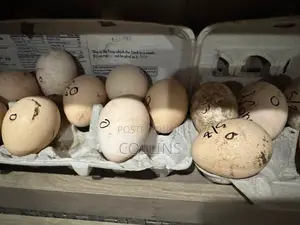 Fertilized Peacock (Tausi) Eggs for Sale and Ready for Incubation