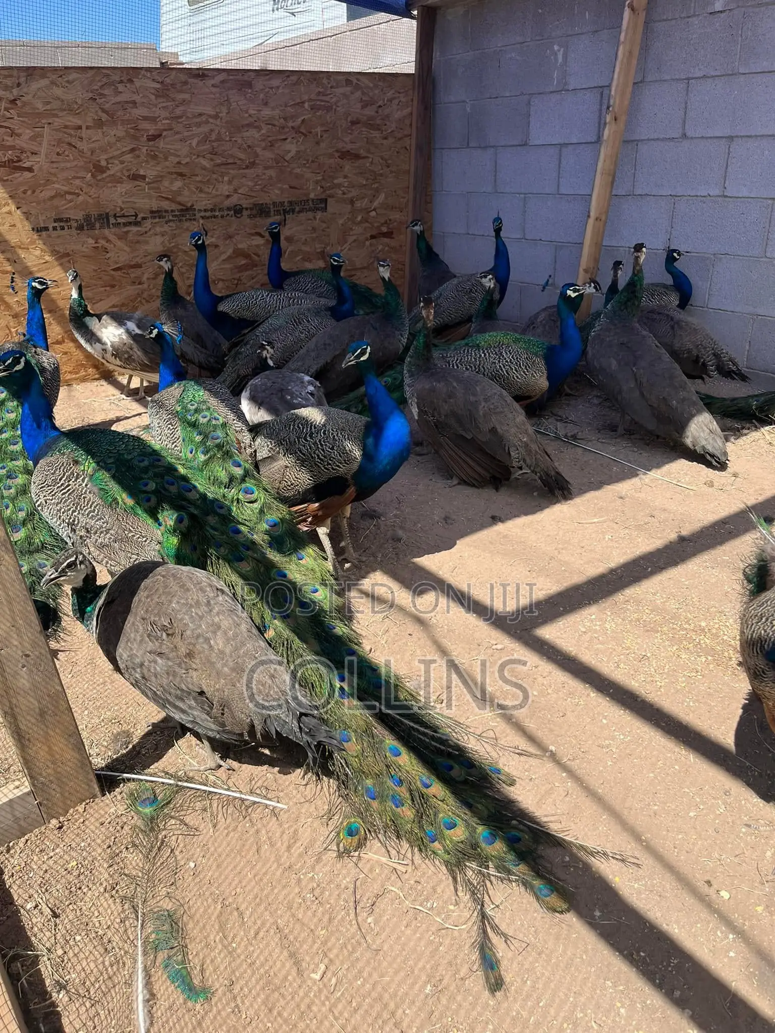 Fertilized Peacock (Tausi) Eggs for Sale and Ready for Incubation