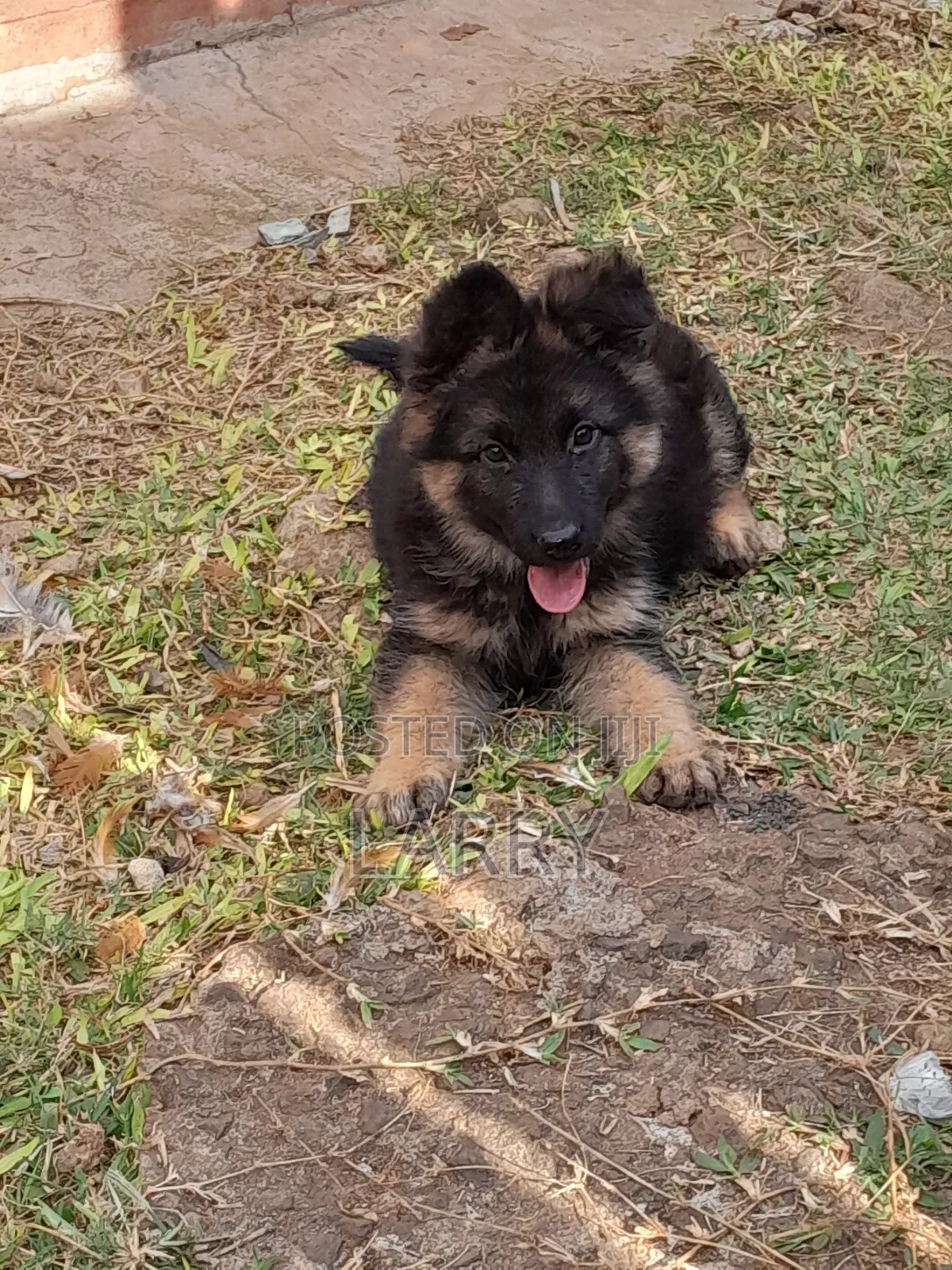 1-3 months Female Purebred German Shepherd