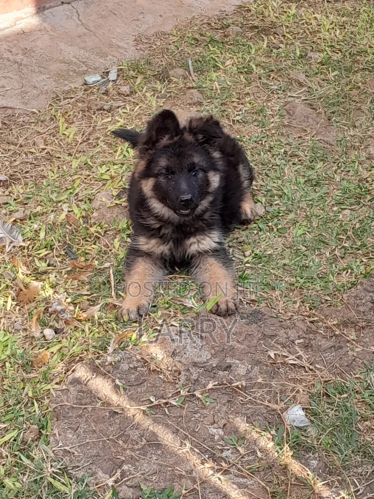 1-3 months Female Purebred German Shepherd