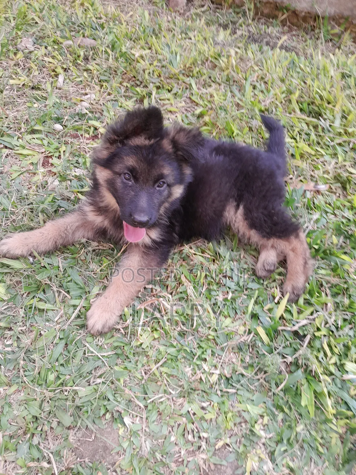 1-3 months Female Purebred German Shepherd