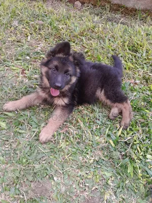 1-3 months Female Purebred German Shepherd