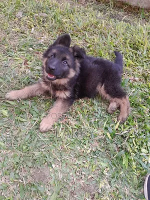 1-3 months Female Purebred German Shepherd
