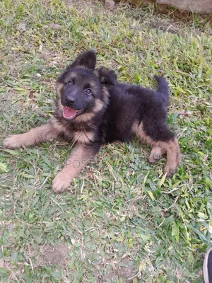 1-3 months Female Purebred German Shepherd