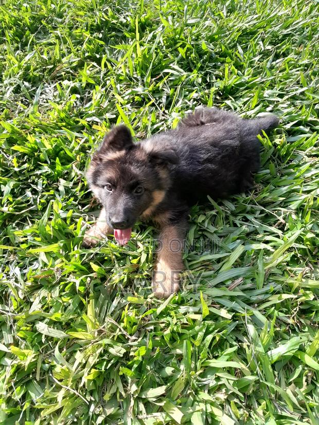 1-3 months Female Purebred German Shepherd - thumbnail 4
