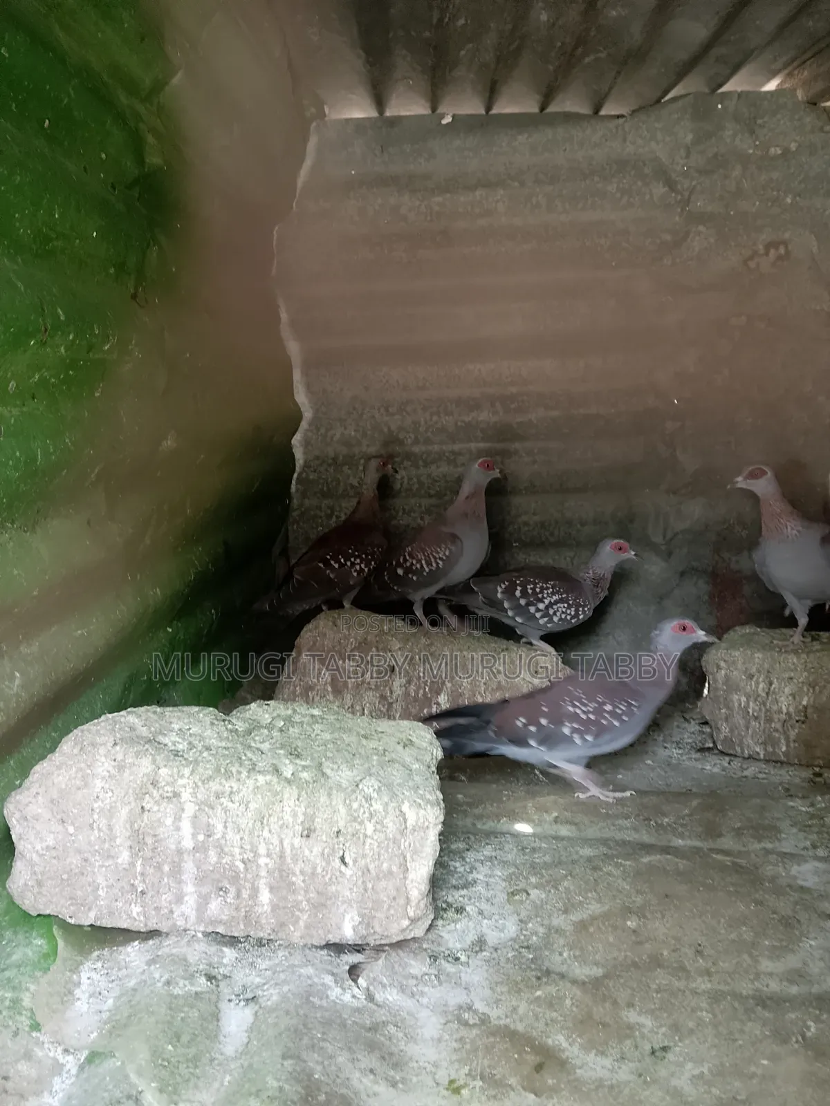 Pigeon for Sale