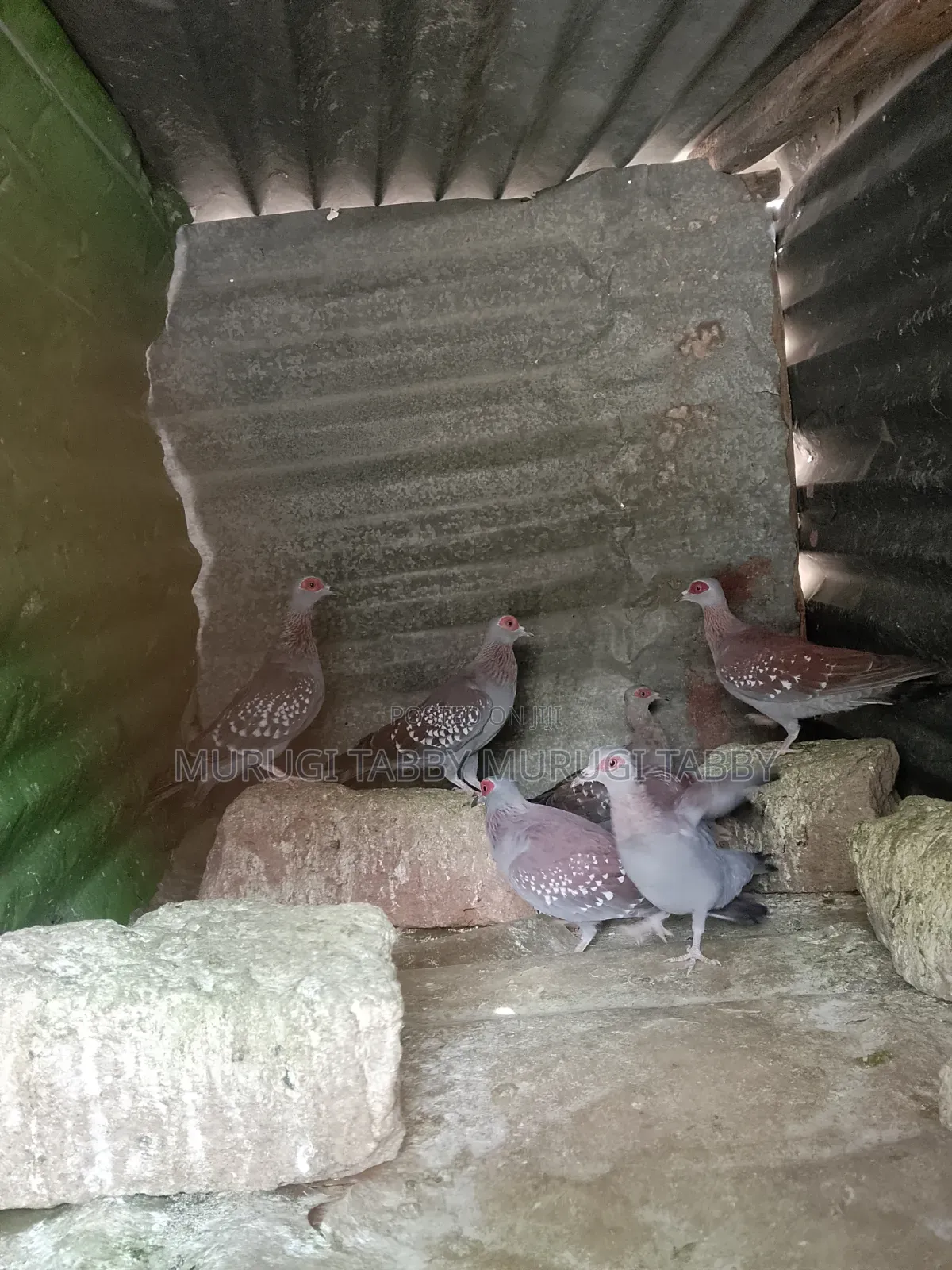 Pigeon for Sale