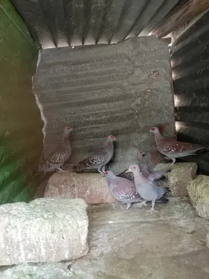 Pigeon for Sale