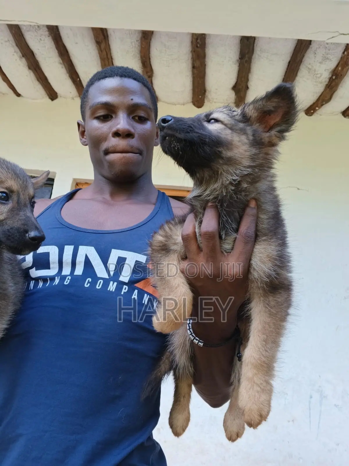 1-3 months Male Mixed Breed German Shepherd
