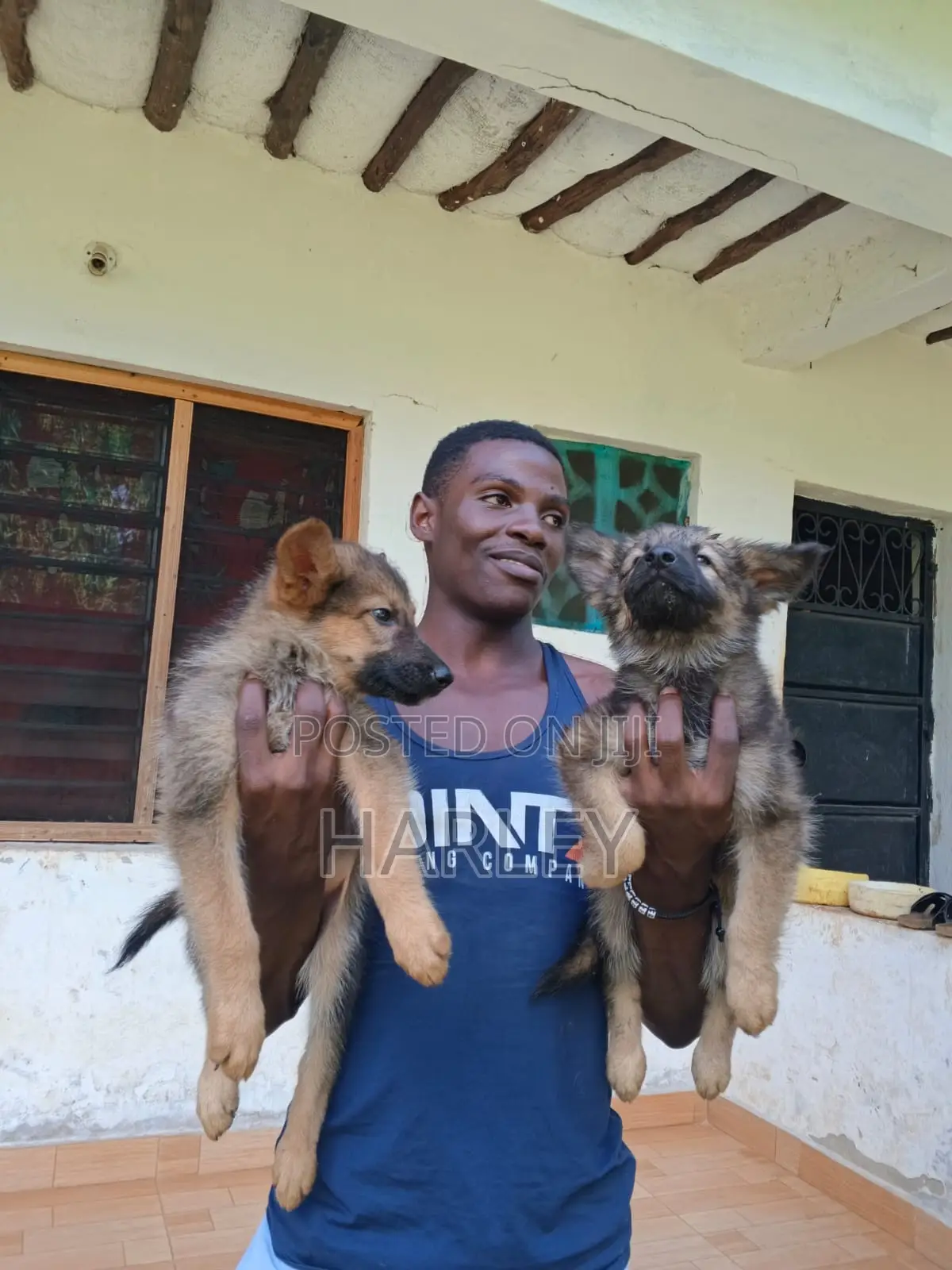 1-3 months Male Mixed Breed German Shepherd
