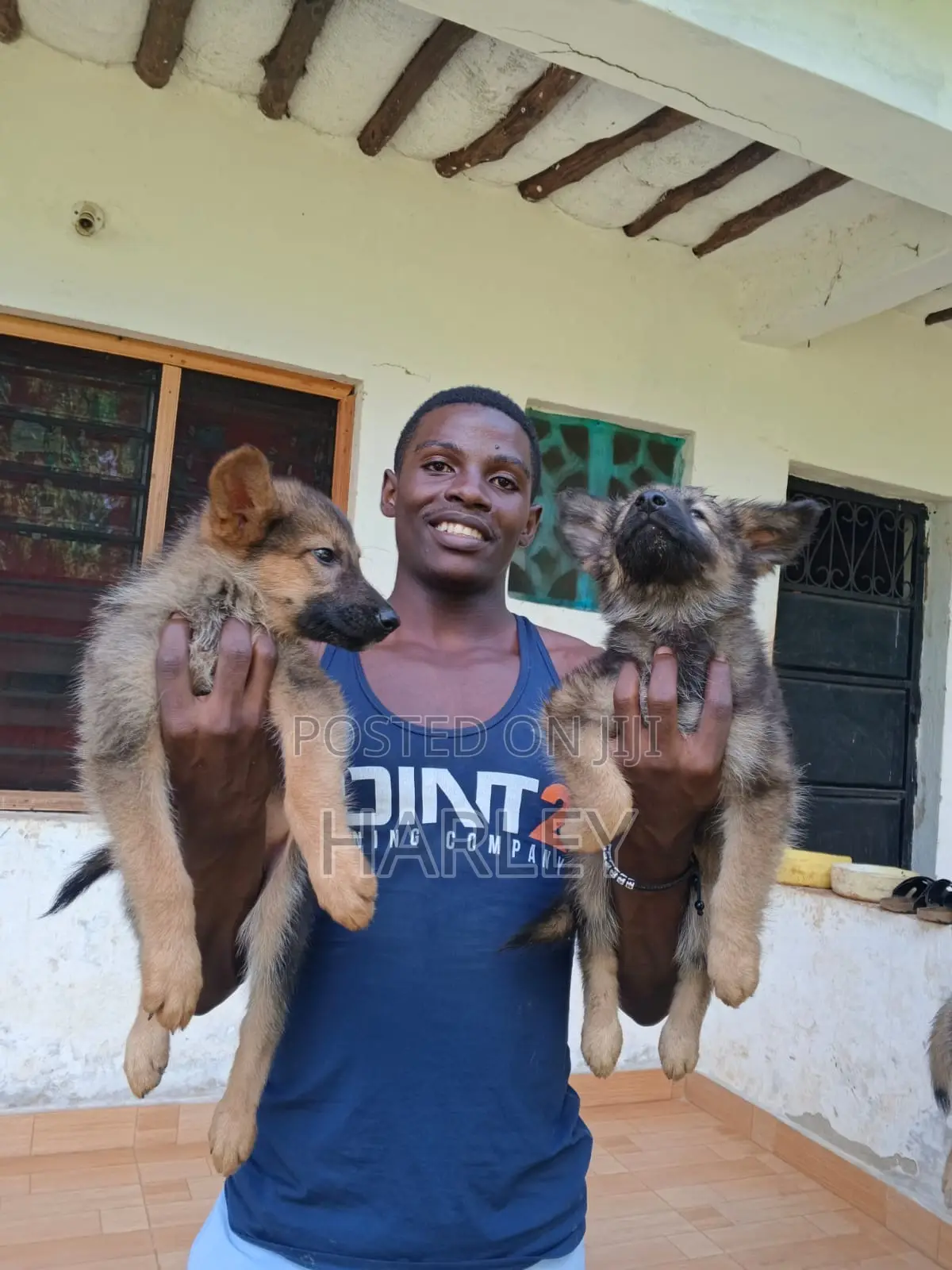 1-3 months Male Mixed Breed German Shepherd