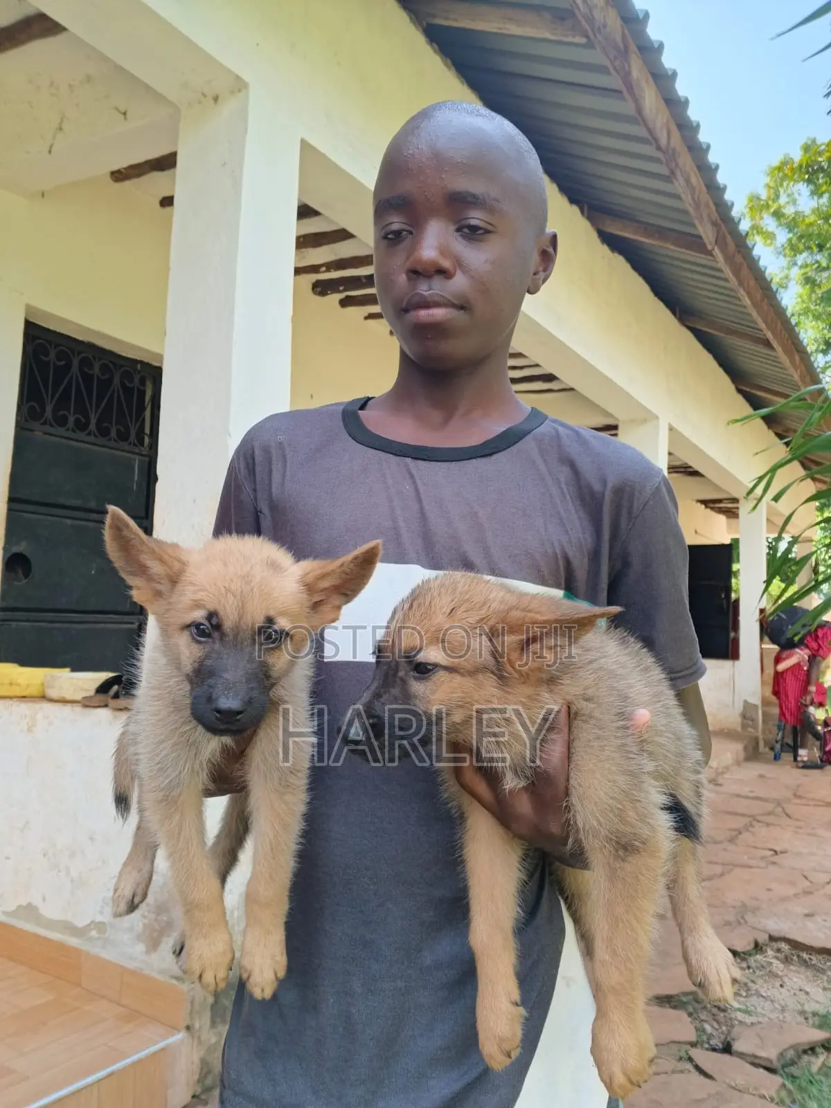 1-3 months Male Mixed Breed German Shepherd